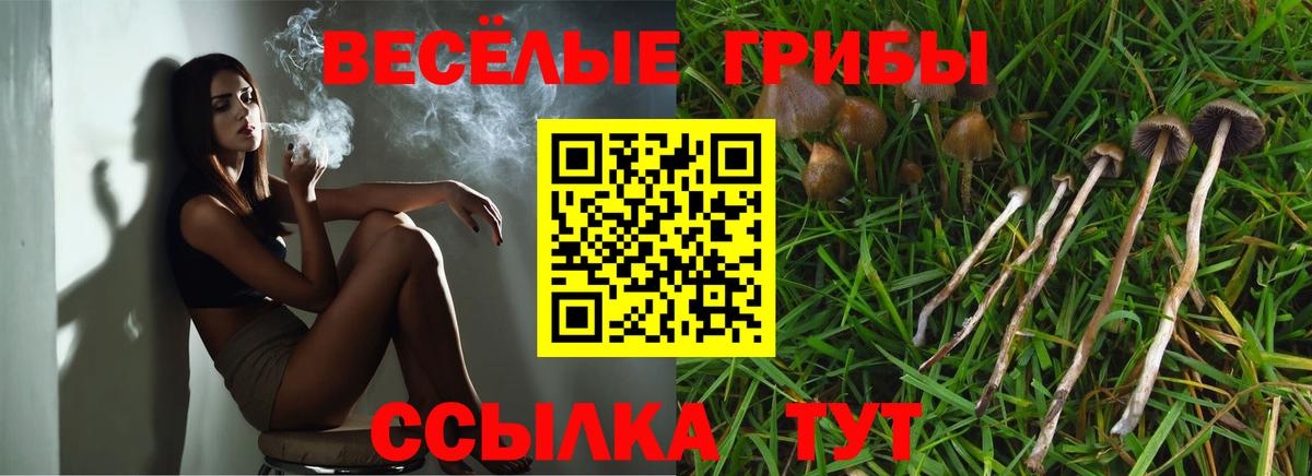 Псилоцибиновые грибы Psilocybe Боровичи
